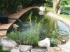 IMG_1259_koi.jpg