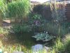 Teich2.jpg