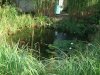 Teich1.jpg