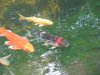 Sommer -Farbänderung2011 007.jpg