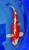 Kikusui 42 cm 200.JPG