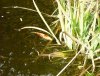 DSCF0085.JPG