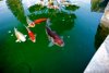 Koi  023.jpg