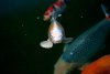 Koi  024.jpg