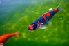 Koi  017.jpg