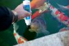 Koi  018.jpg