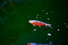 Koi  013.jpg