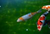 Koi  014.jpg