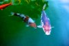 Koi  007.jpg
