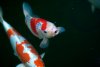 Koi  008.jpg
