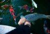 Koi  009.jpg
