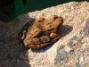 Grasfrosch am Koiteich.JPG