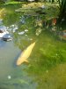 unser teich am 18. mai 2011 015.jpg