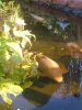 unsere koi ende september 2011 007.jpg
