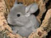 chinchilla_zippo2.jpg