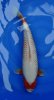 Kanoko Yuki Asagi 46 cm Nisai.jpg