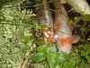 DSC00872 - Kopie.JPG