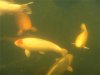 gelbfisch3.jpg