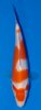 Kohaku 14 cm Tosai nr 36.jpg