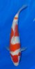 Kohaku 27 cm Tosai nr 36.jpg