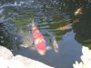 Sanke Dame Mai 2011 50cm 3 Jahre.jpg