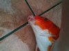 Fisch Seite 1.JPG