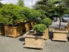 gartenve_06.jpg