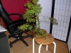 bonsai.JPG