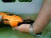 koi1 001 (Small).jpg