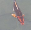 Koi016.jpg
