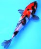 Koi014.jpg