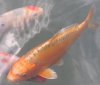 Koi017.jpg