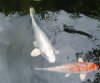sharky.jpg