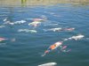 DSC02299.JPGFutter2.JPG