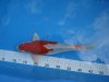 DSC02218.JPGKikusui.JPG