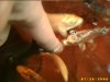 Fischbabys 021.jpg
