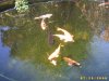 Fischbabys 042.jpg
