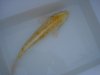 DSC01591.JPGDoitsuYamabuki.JPG