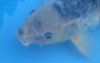 Dsc04286.jpg