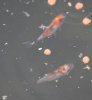 Fische 004.jpg