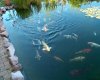 koi1 010a.JPG