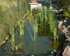 koi1 008a.JPG