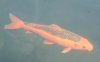 Koi 05.08.08 021 neu.jpg