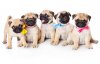 Mops.jpg