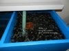 DSCN1527.jpg