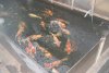 DSC01582.jpg