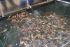 DSC01590.jpg
