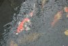 DSC01623.jpg