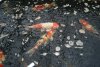 DSC01632.jpg