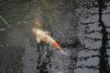 DSC01665.jpg